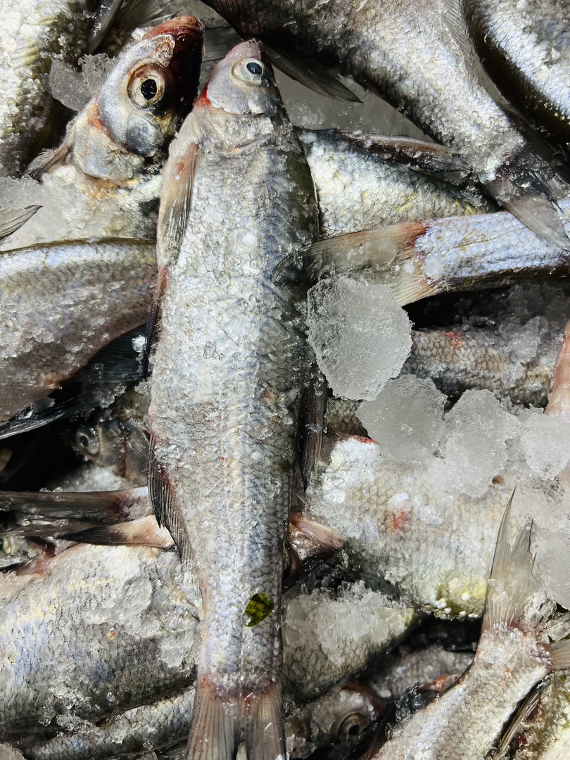 东北冷水小白鱼小翘嘴鱼一手掌长白条鱼尖嘴鱼