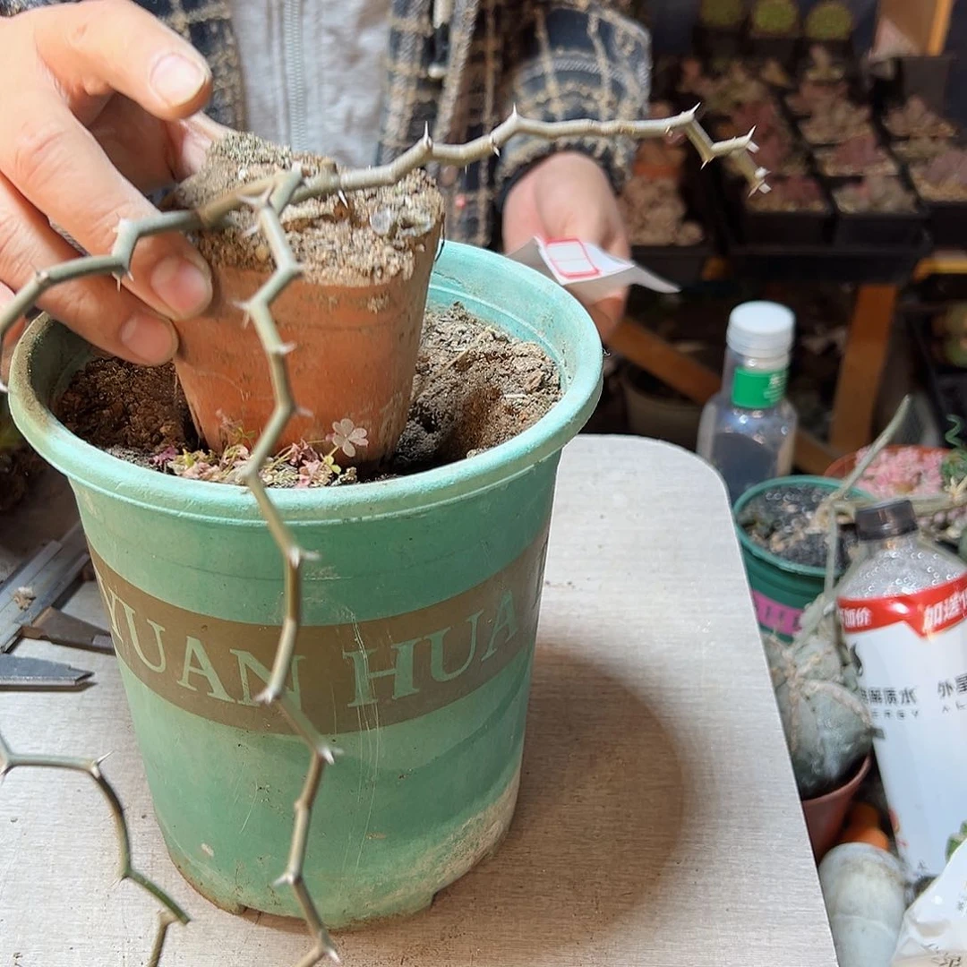 C****G3日晚21号弯曲龙带盆