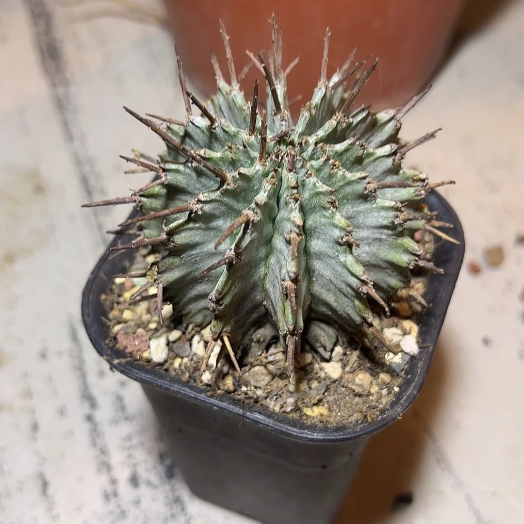 豪刺白衣魁伟玉仙人球