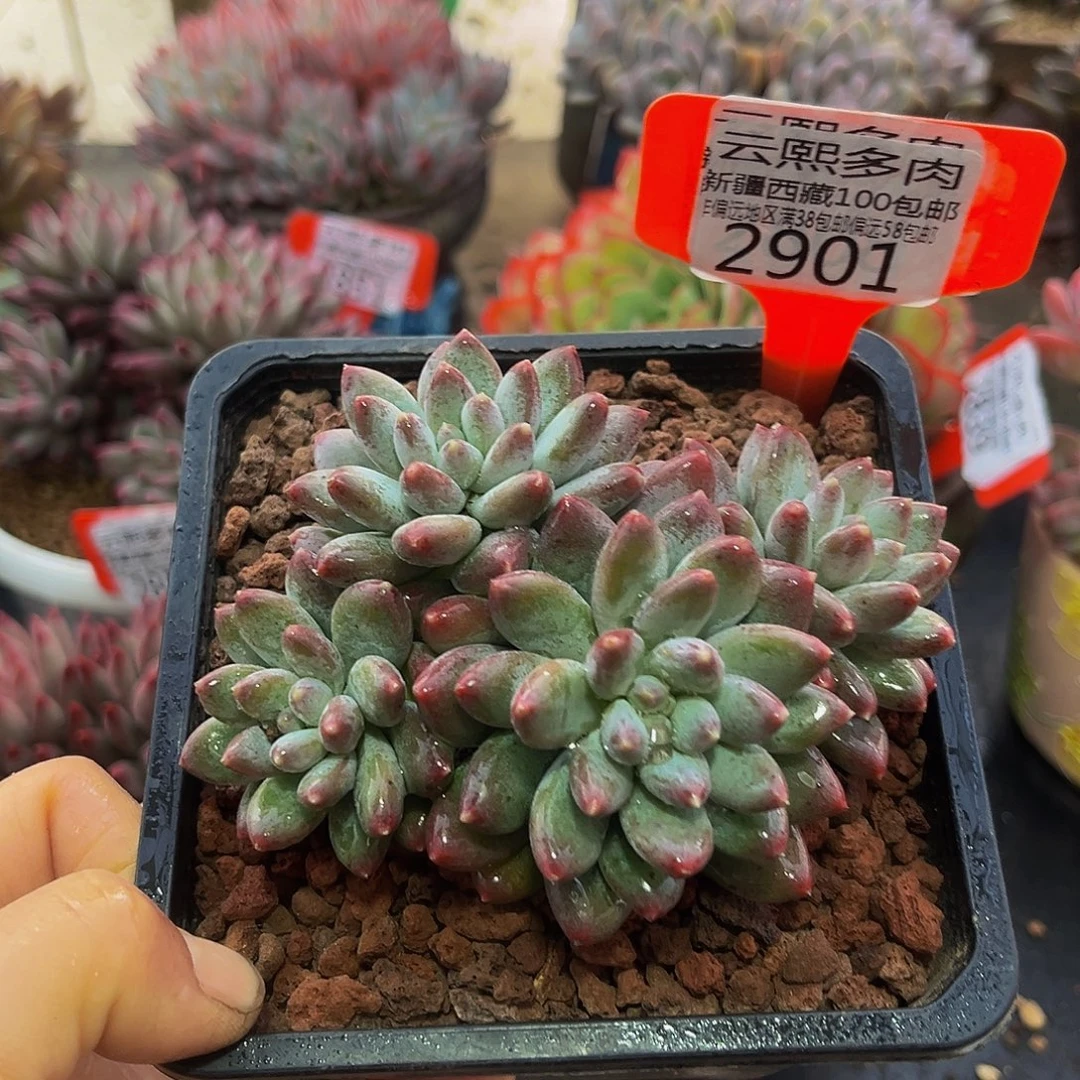 2901星月菩提多肉植物