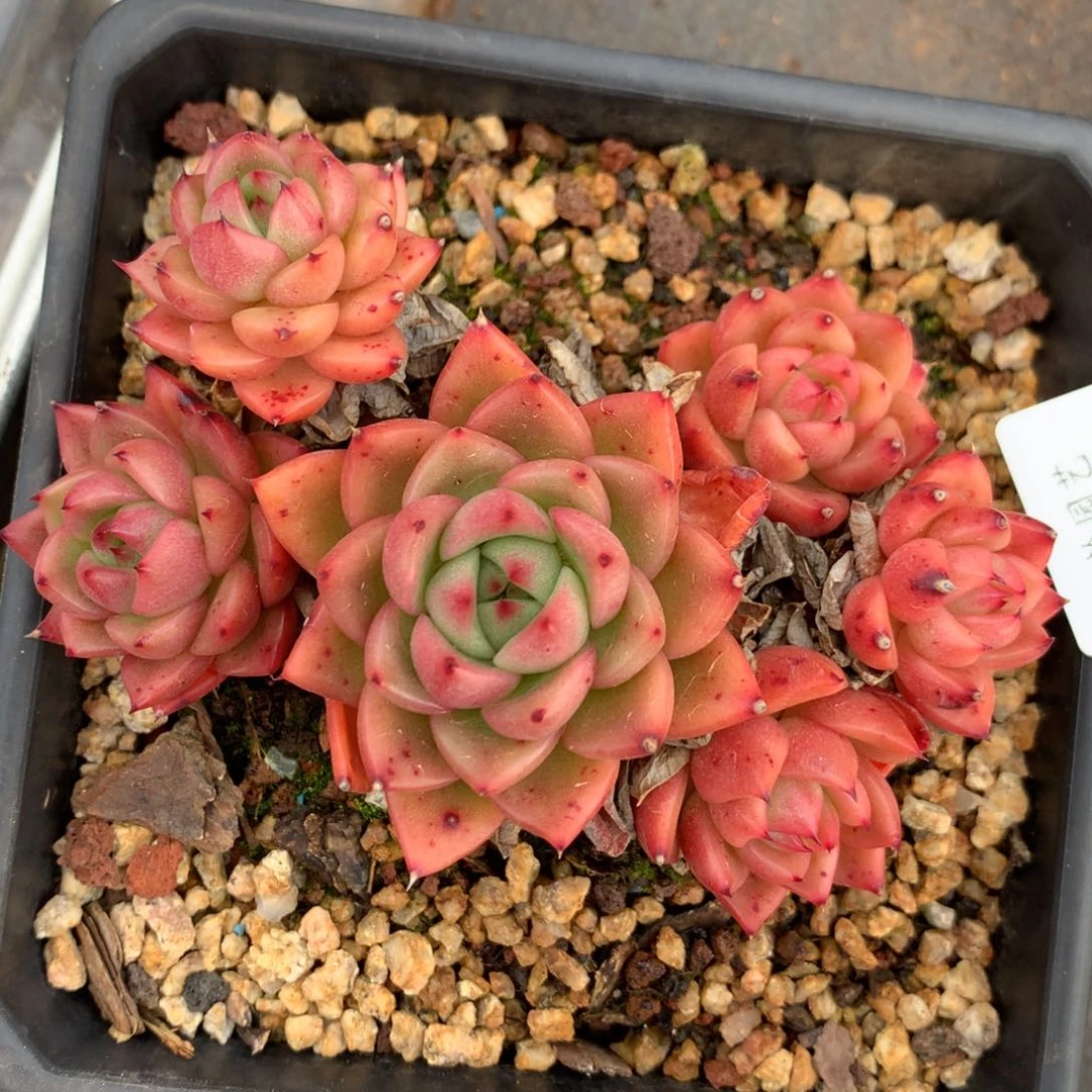 7160杂交精品基地10厘米