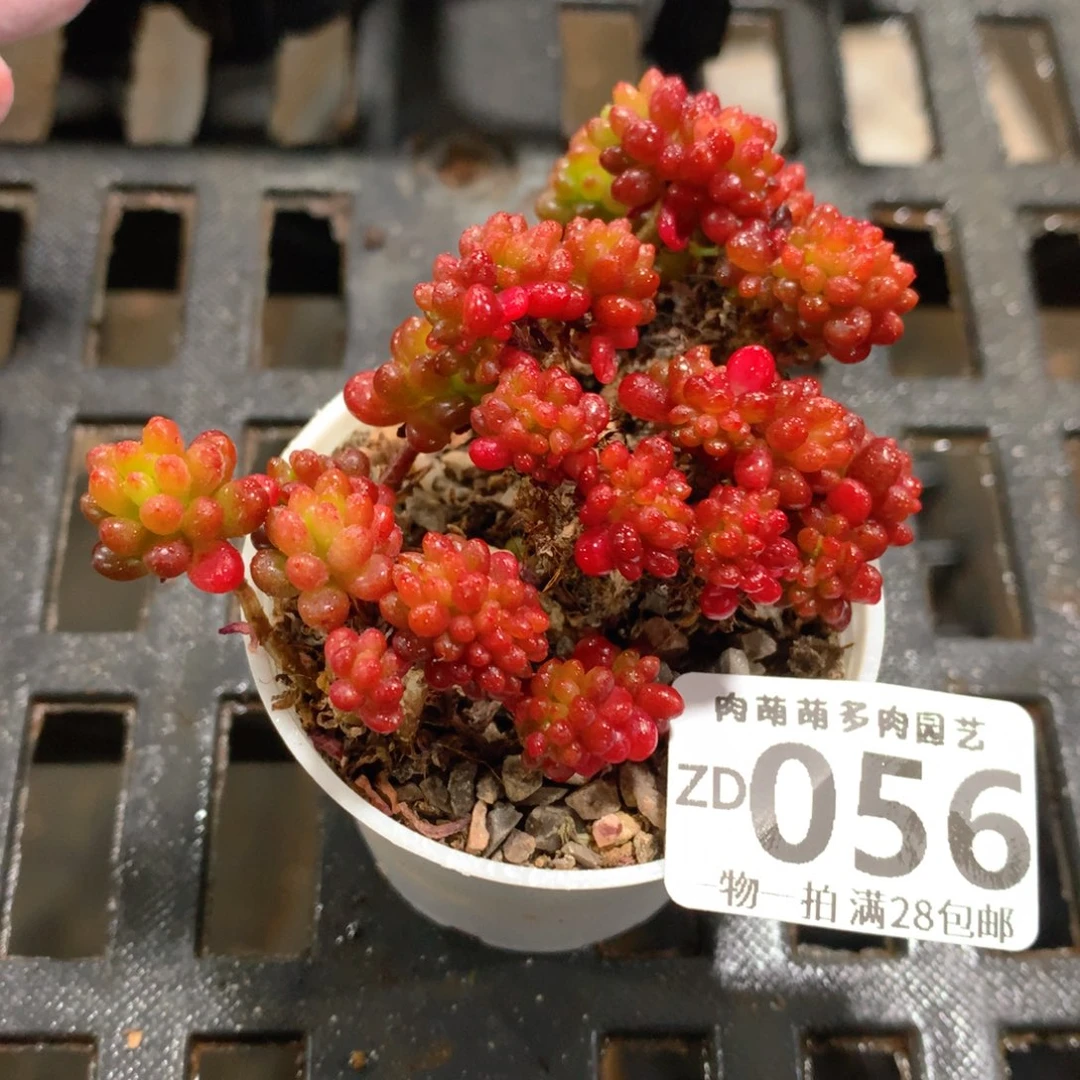 肉萌萌拇指盆精控多肉ZD056