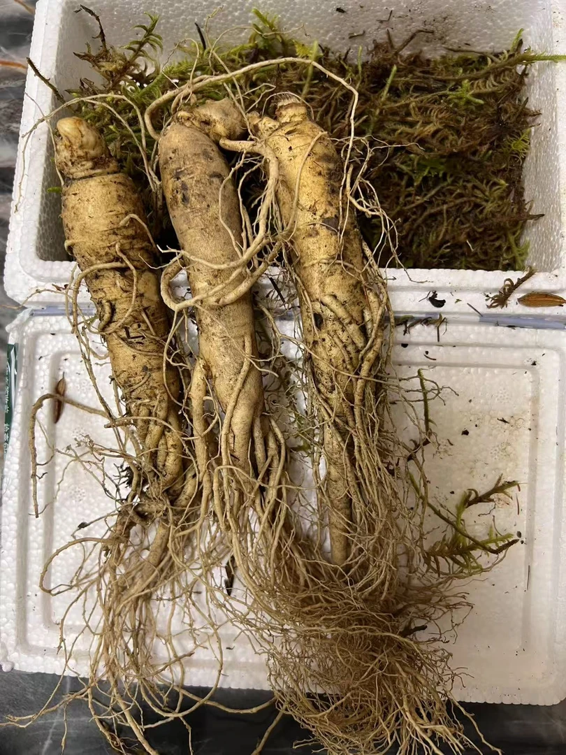 B 03 原产地  现挖 新鲜  长白山 人参