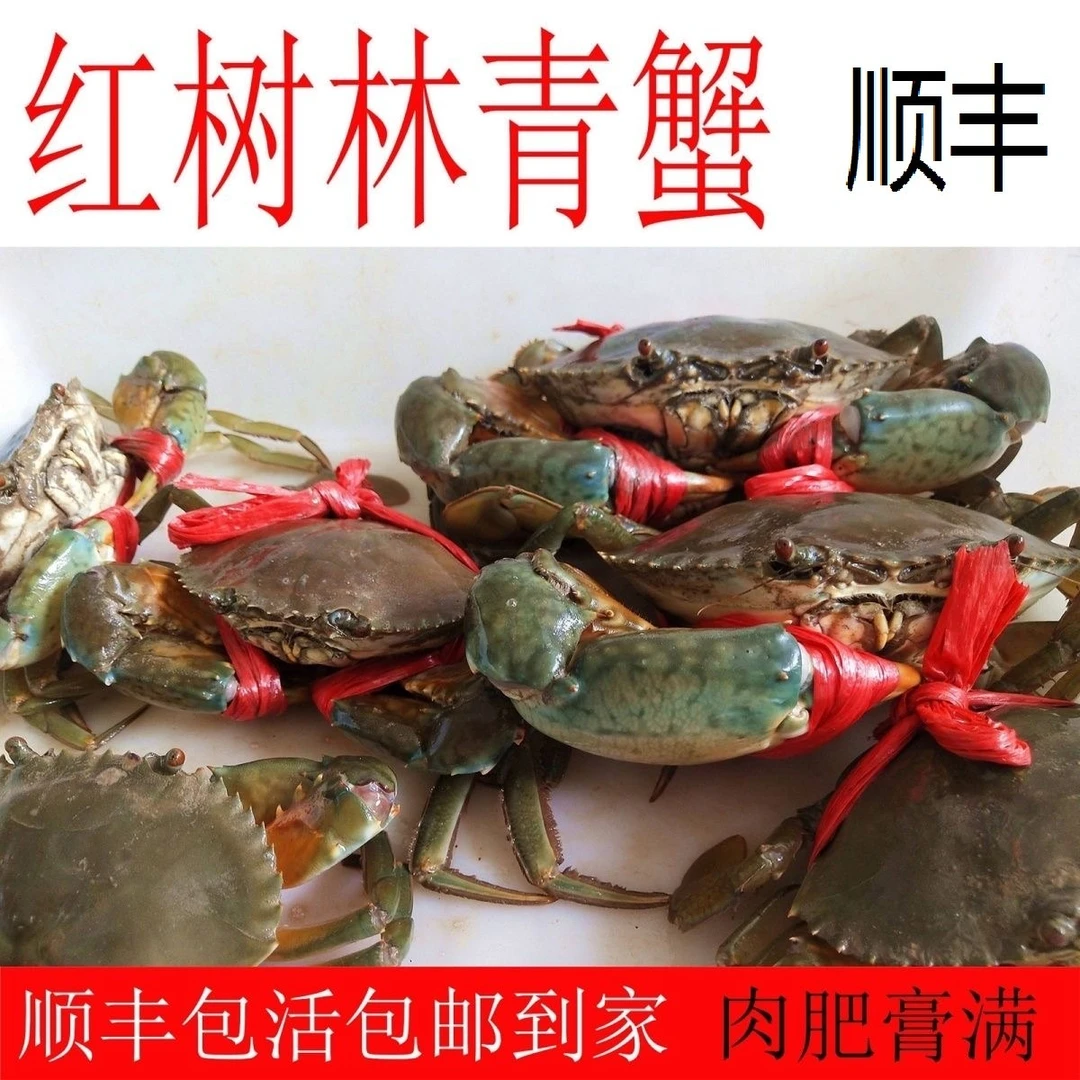 【厦门活发】特大红膏蟹青蟹野生红鲟公蟹肉蟹红树林东山岛燕母蟹