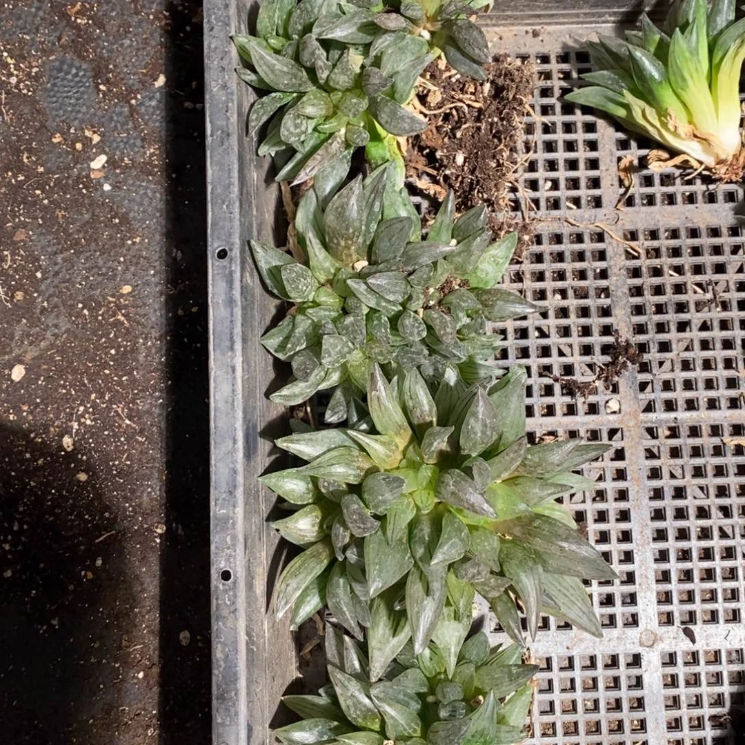 15129 一颗大西瓜寿群 超级618福利。