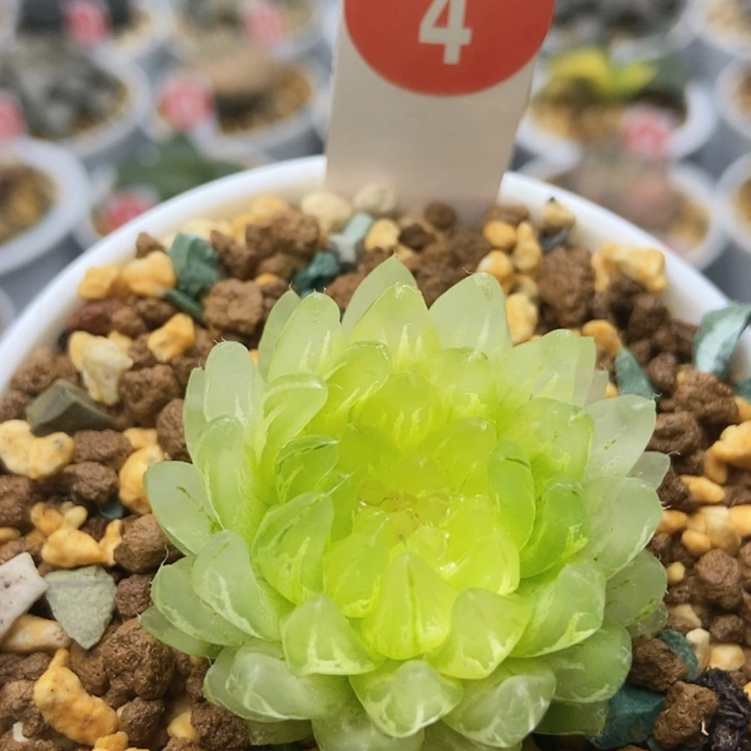 冰晶4111111111111