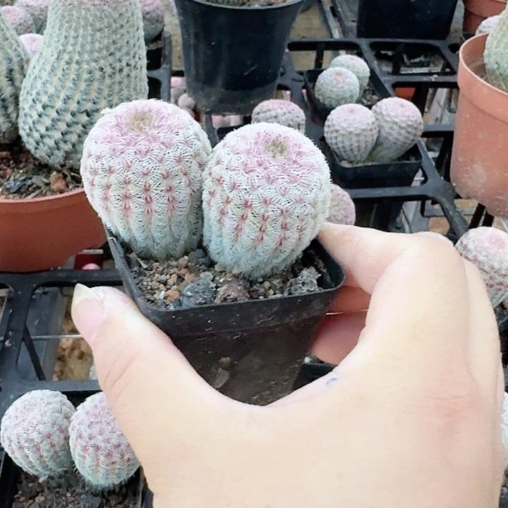 昨**?哈哈哈哈哈哈哈哈哈