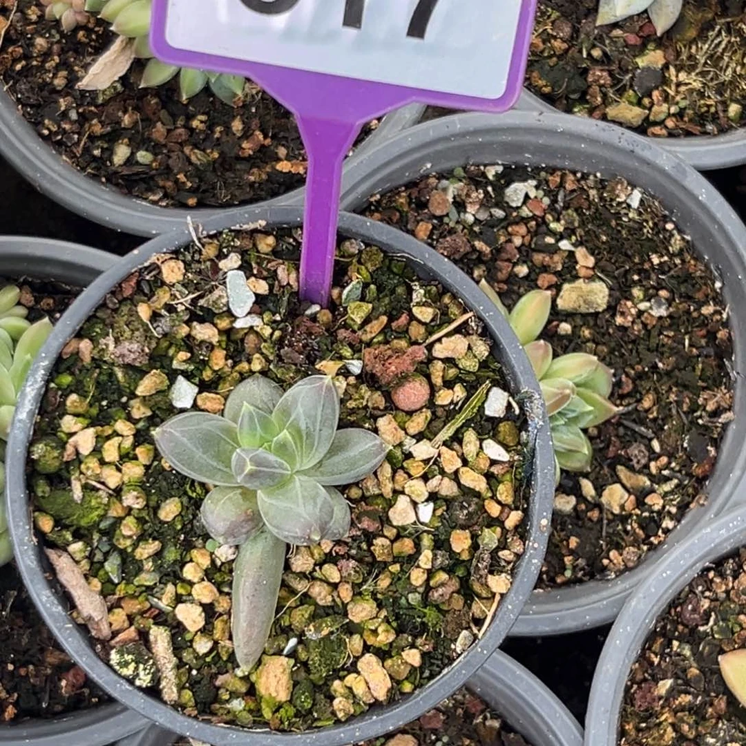 多肉植物ttn美人517