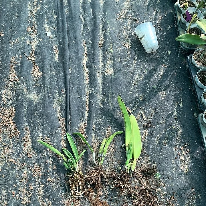 完全开放大小中卡特兰各3苗裸根发