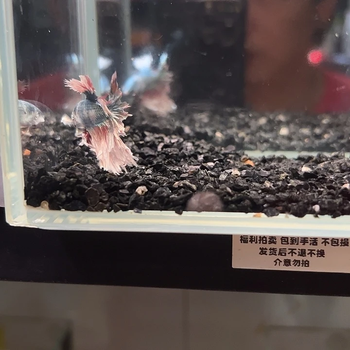 斗鱼一单包邮13日a41