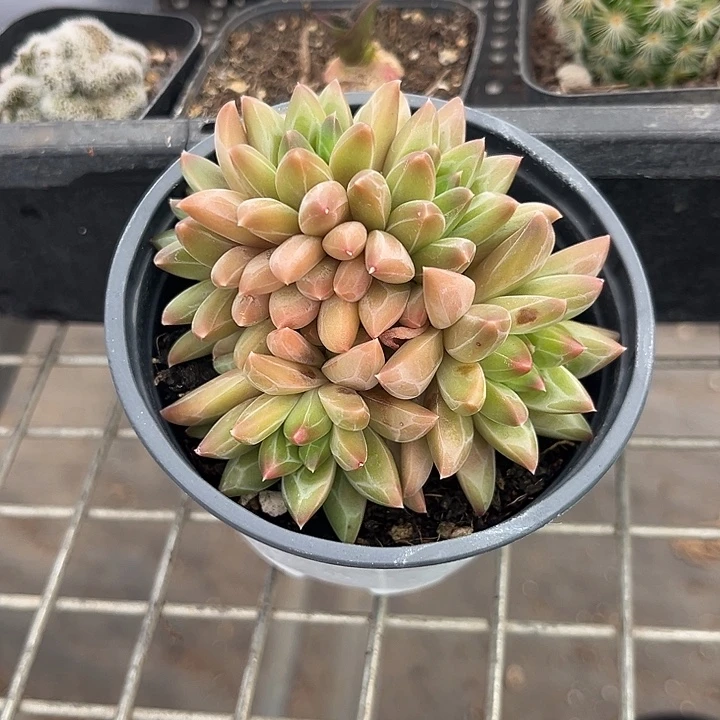 我也不知道我为什么要