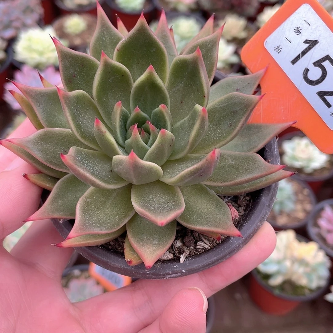 152号多肉植物盆栽