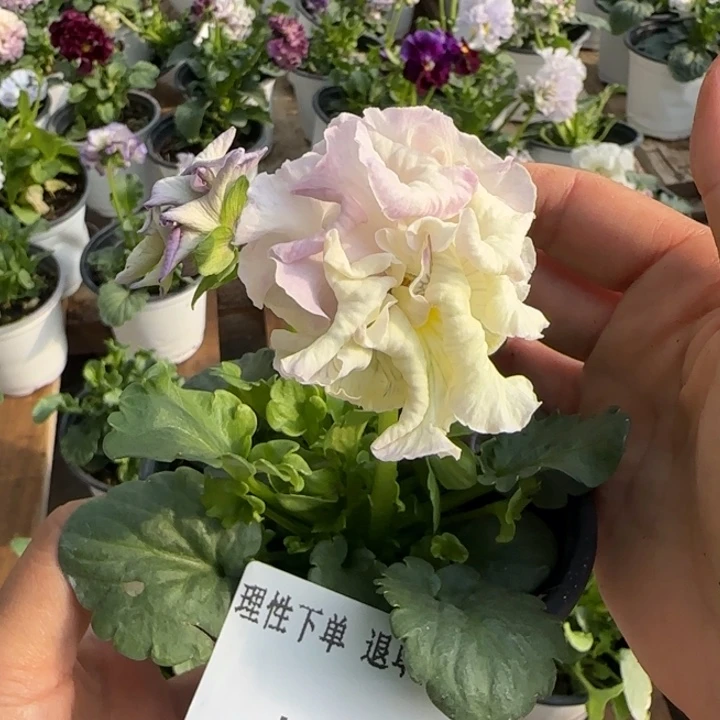 无花朵L004角堇小苗一物一拍