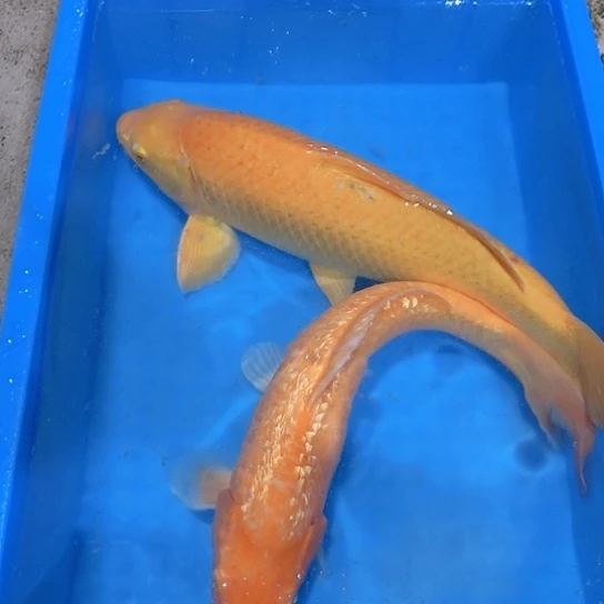 海水赤木芒果芥子