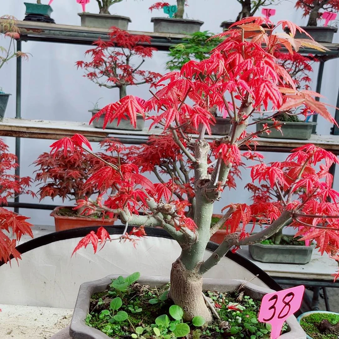 无花朵?*哥红枫老桩出猩猩