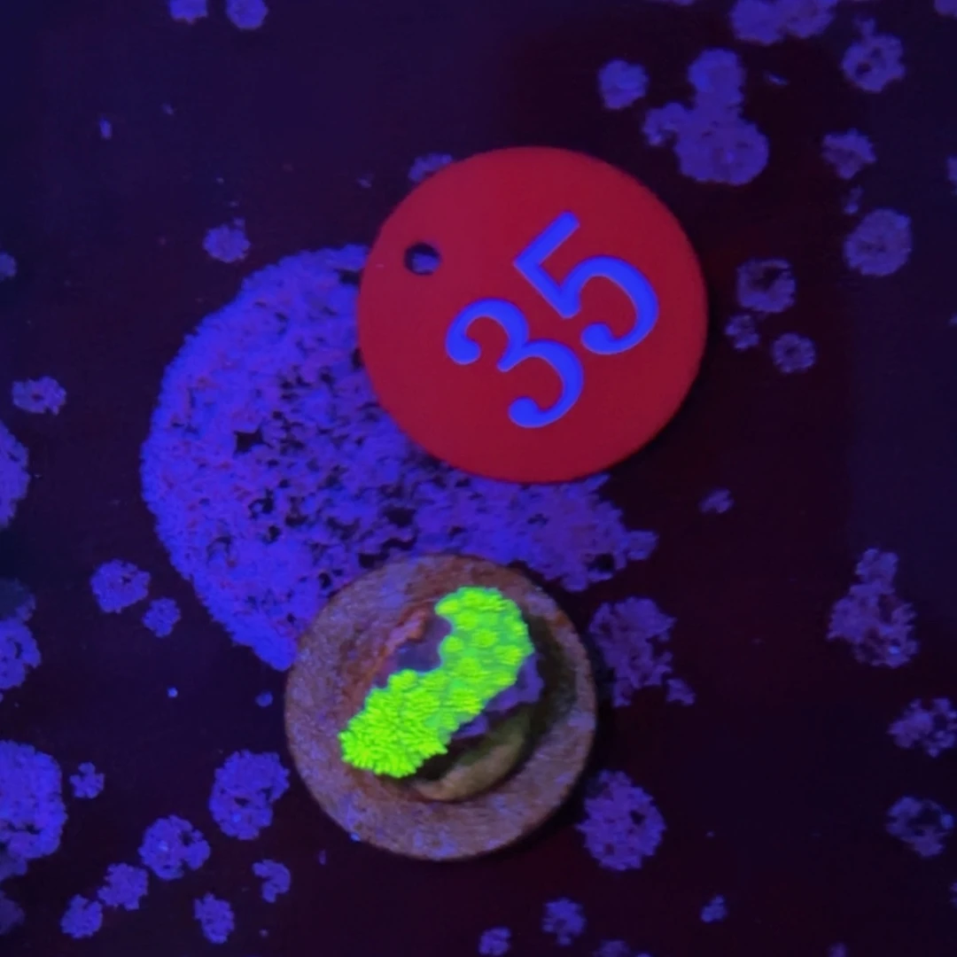 万鱼来朝海水观赏