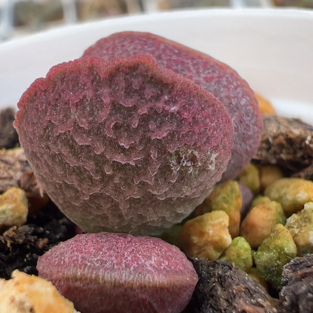实生新品多肉植物水泡