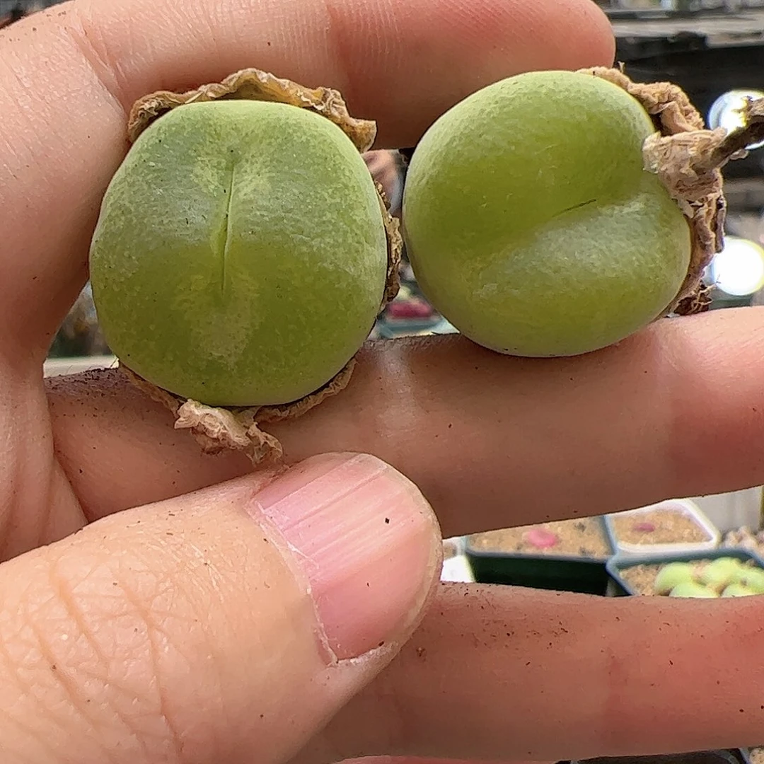 【闪购商品】133 翠光