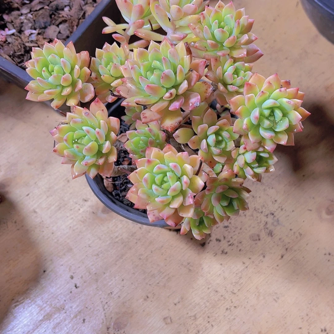 东****A0000000000000000126