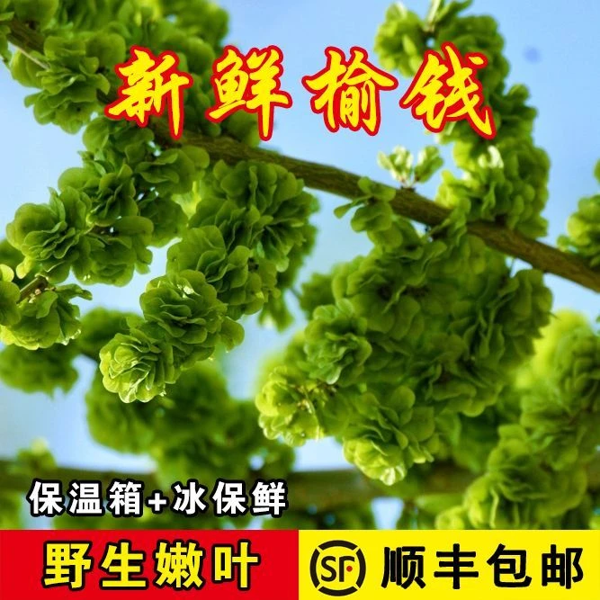 新鲜榆钱野菜野生榆钱饭榆钱儿时令蔬菜绿叶天然无添加顺丰包邮