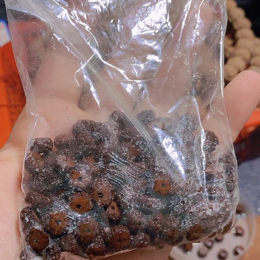 【闪购商品】金刚菩提把件平细散籽藏切有歪8mm➕
