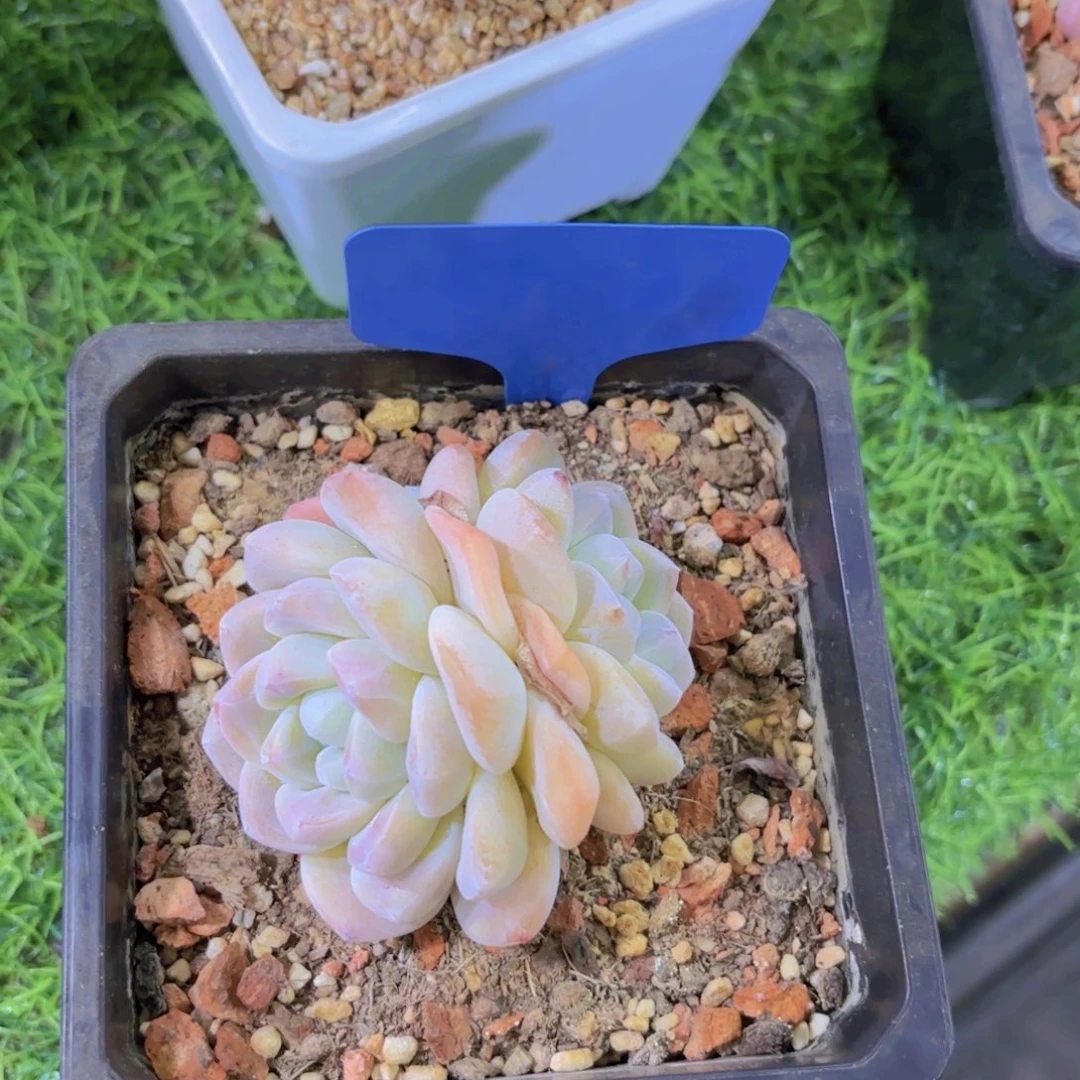 我的小可爱们都好可爱