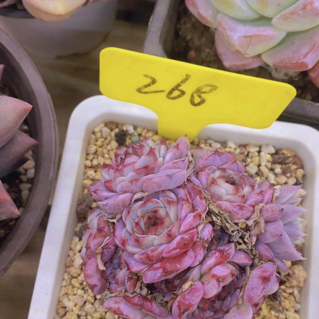 元旦第一场直播，节日快乐