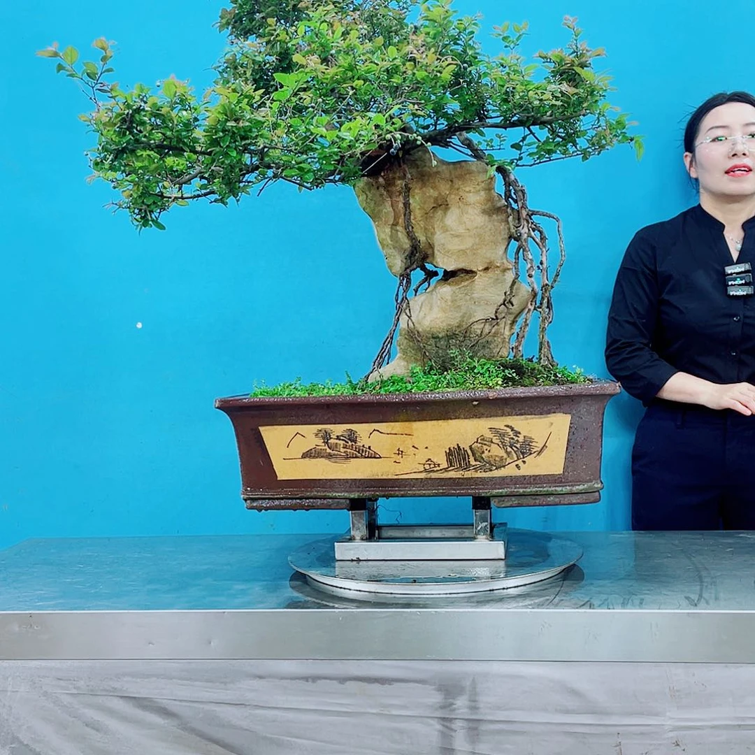 岭南艺术中心的盆景