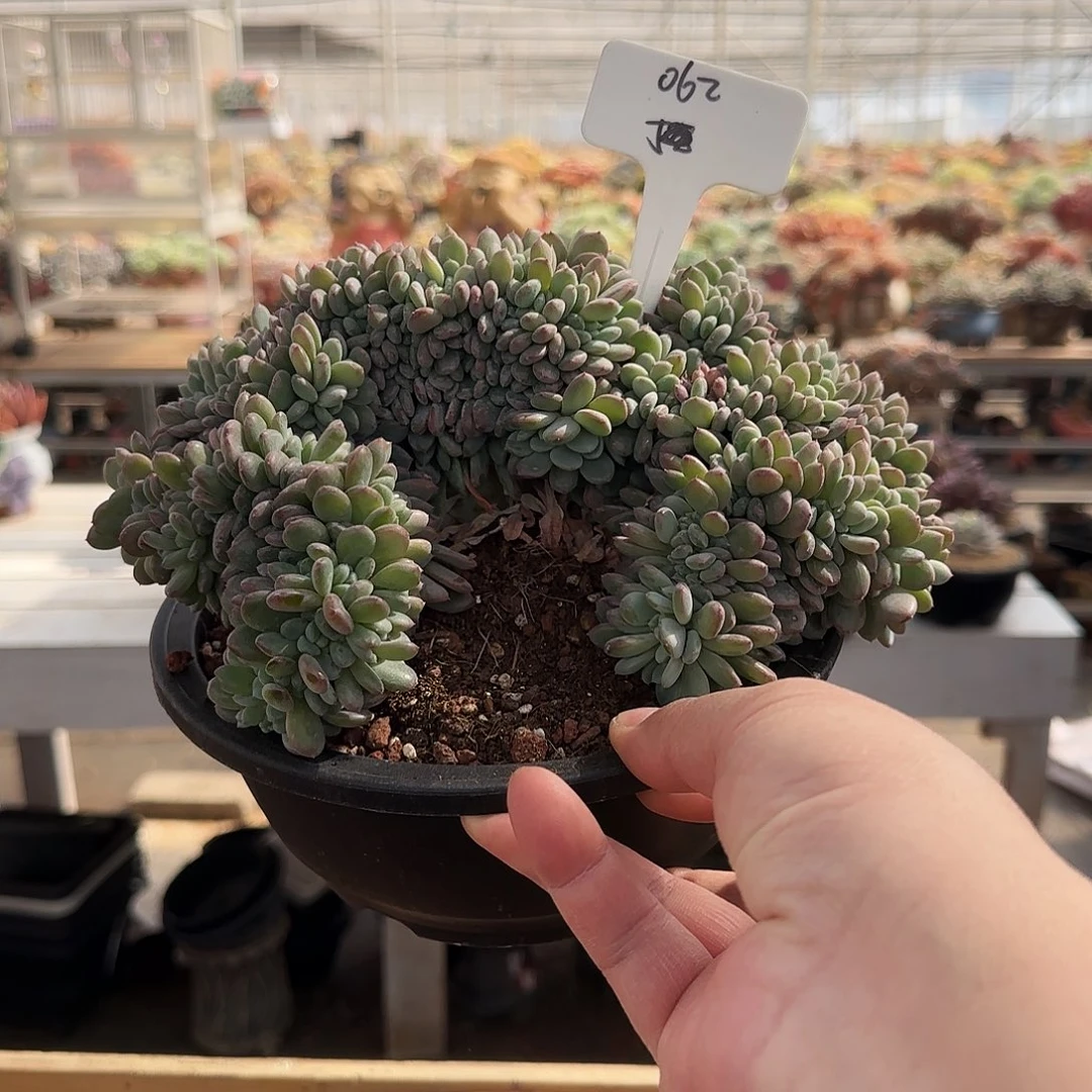 春*062号玛瑙缀85   肉