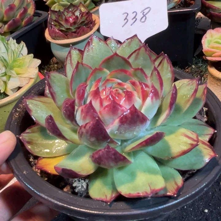 菊花惊鸿一物一拍包装收缩花旱338