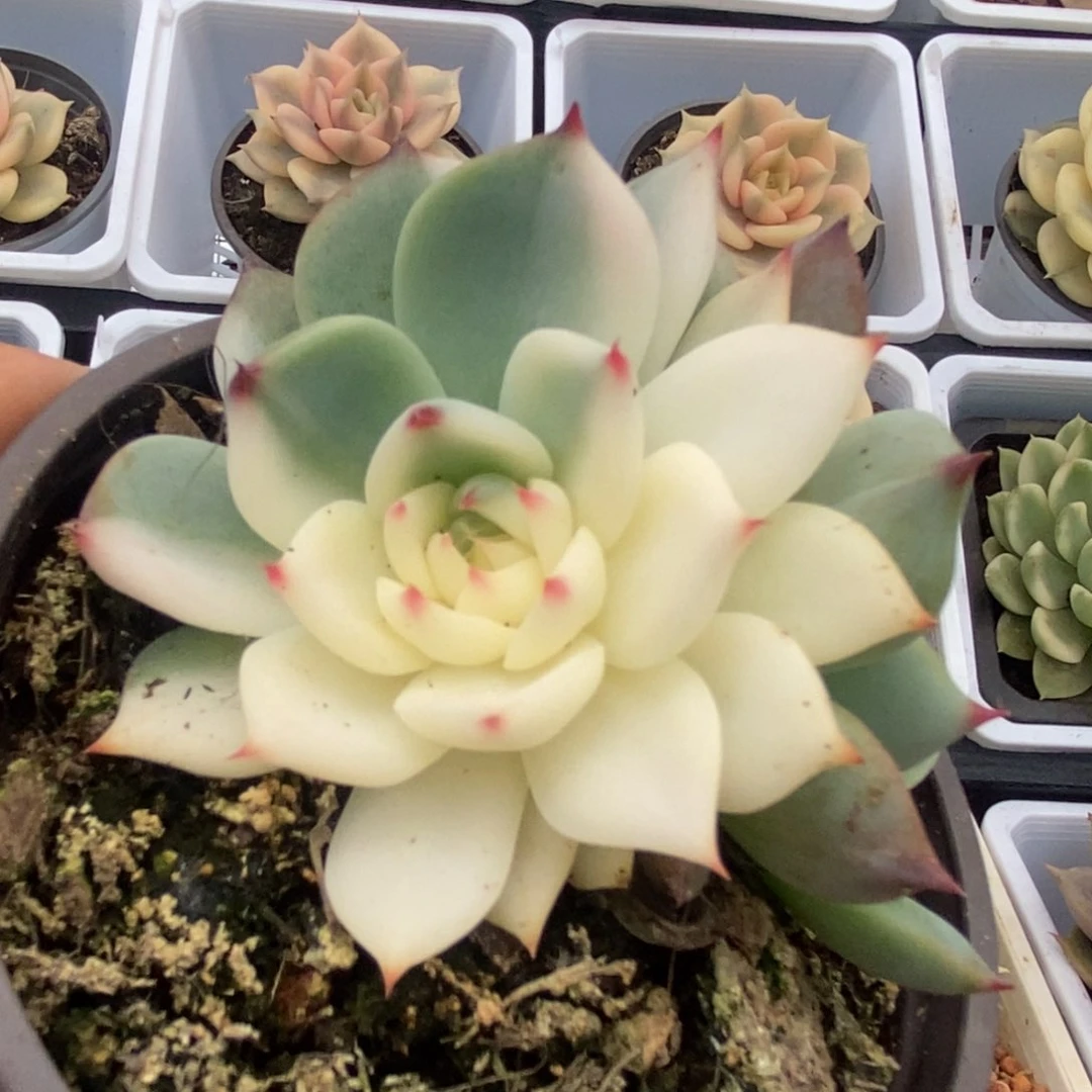 658锦锦锦锦锦锦锦锦