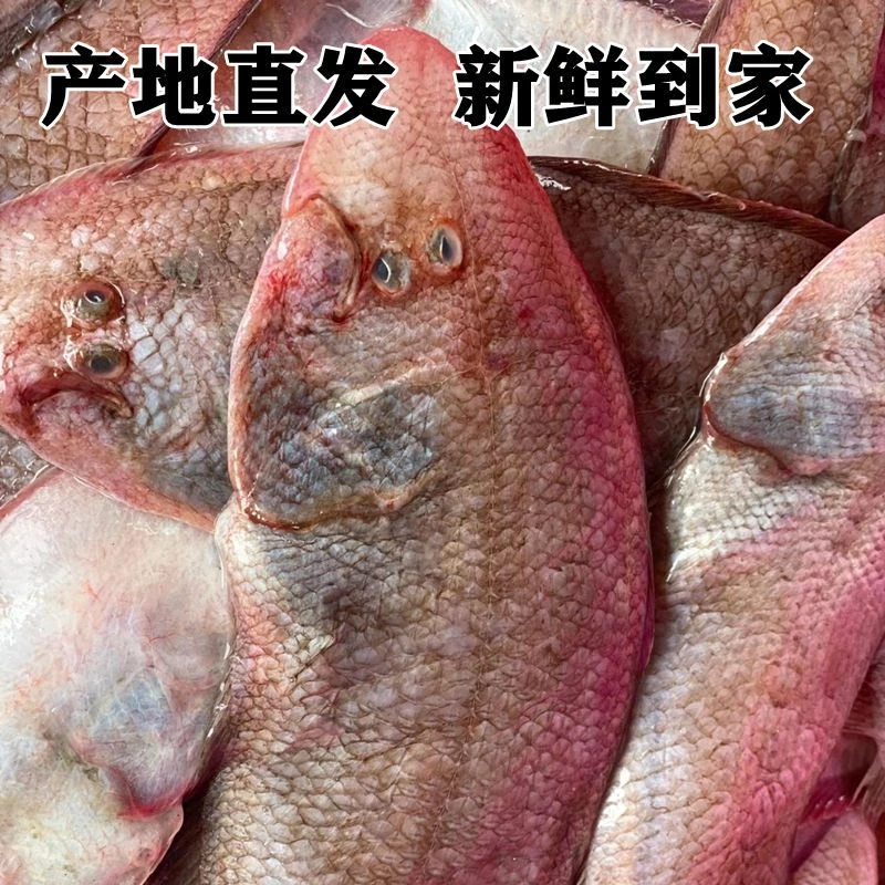 海鲜 野生龙利鱼新鲜舌头鱼踏板鱼舌鳎米鱼鳎目鱼 精品海鲜