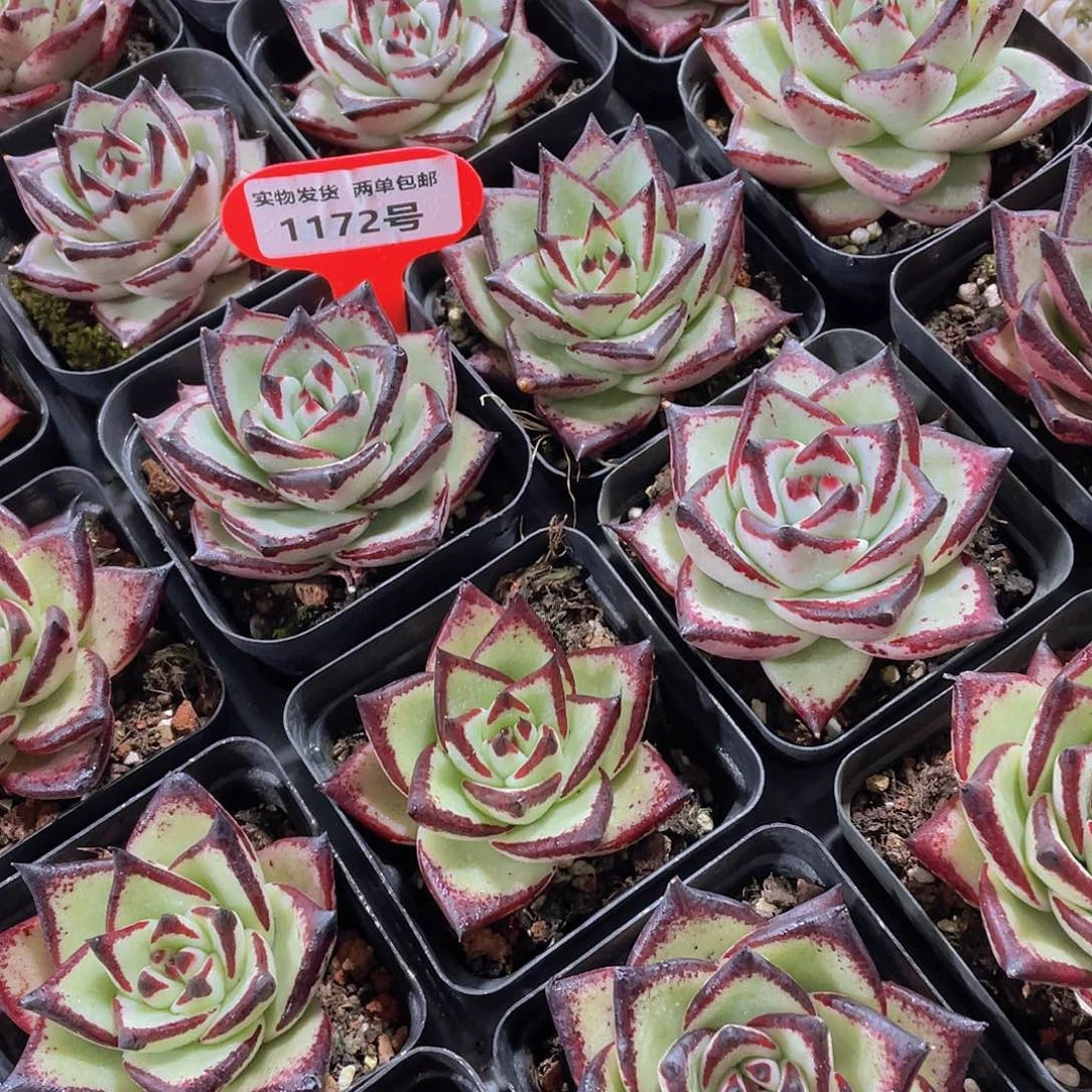 1172号 黑檀汁乌木单头一个