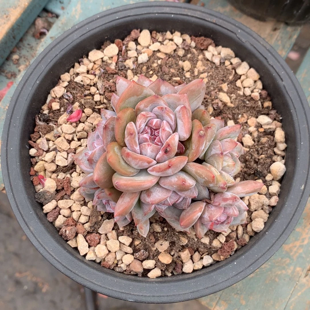 石榴籽八头小脸全状态