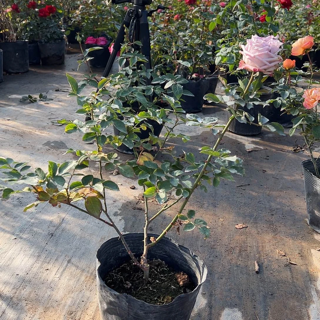 当前无花栽培后可以开花