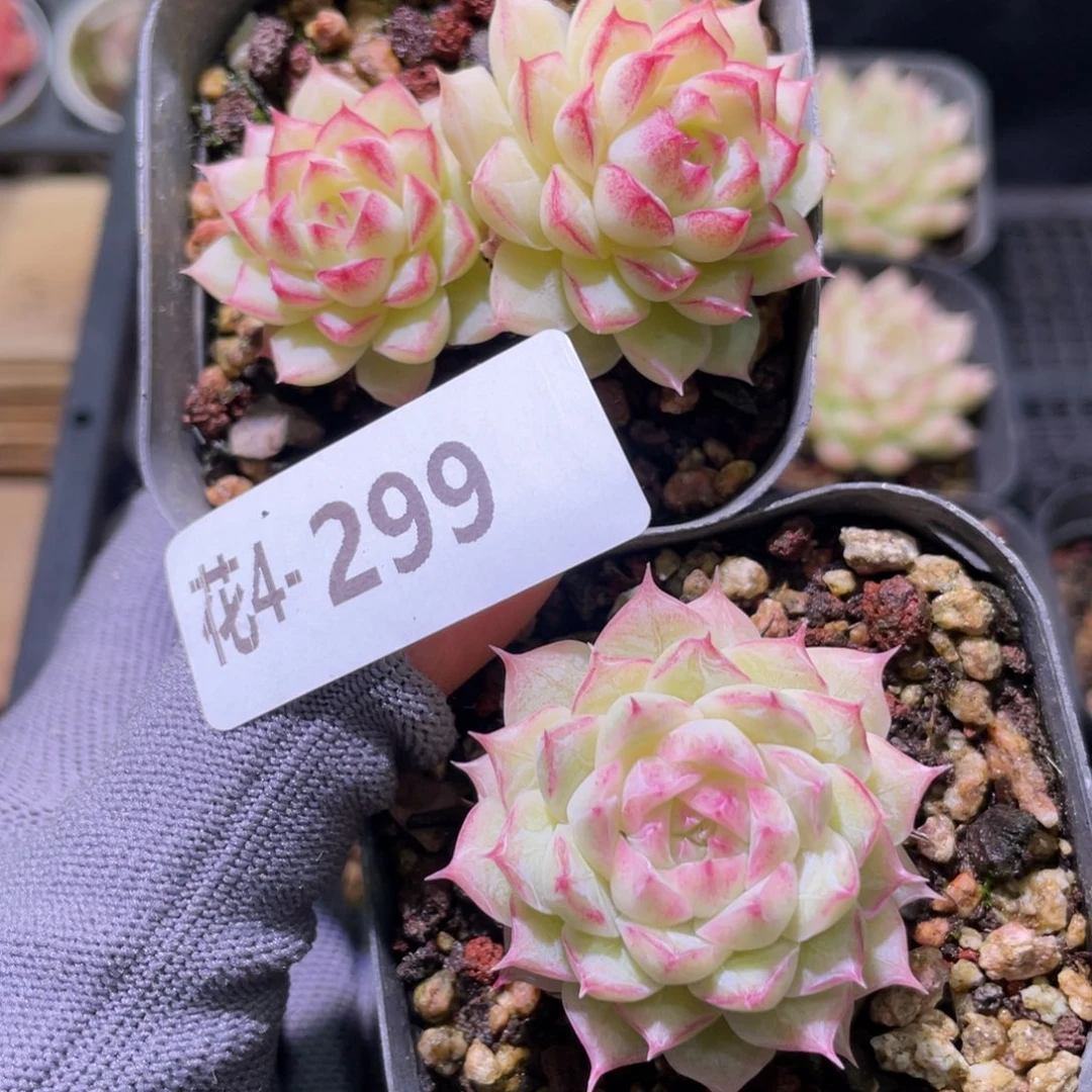 花利美4-299女王2颗