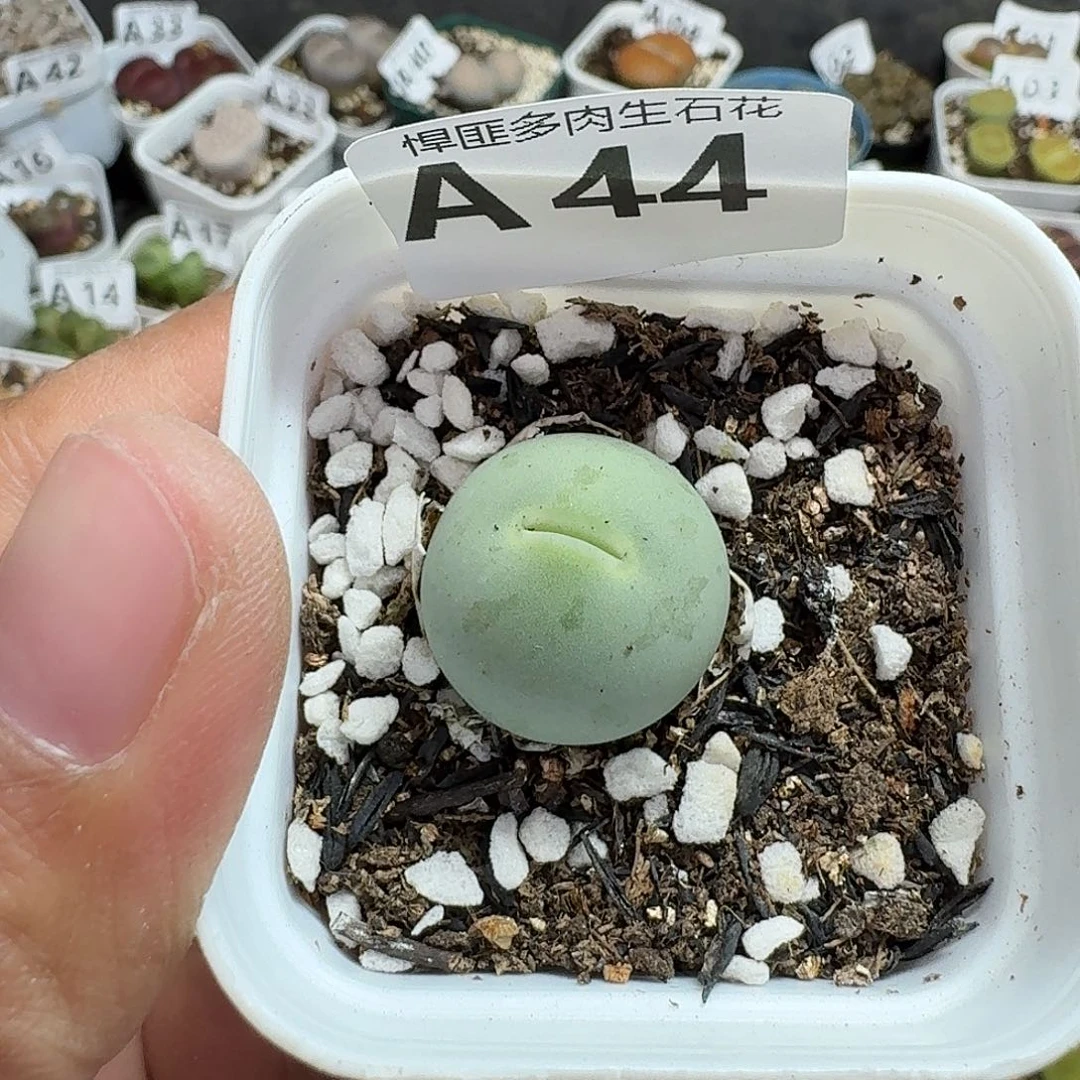 44多肉植物多肉植物