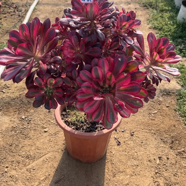 22-61丽娜多肉植物