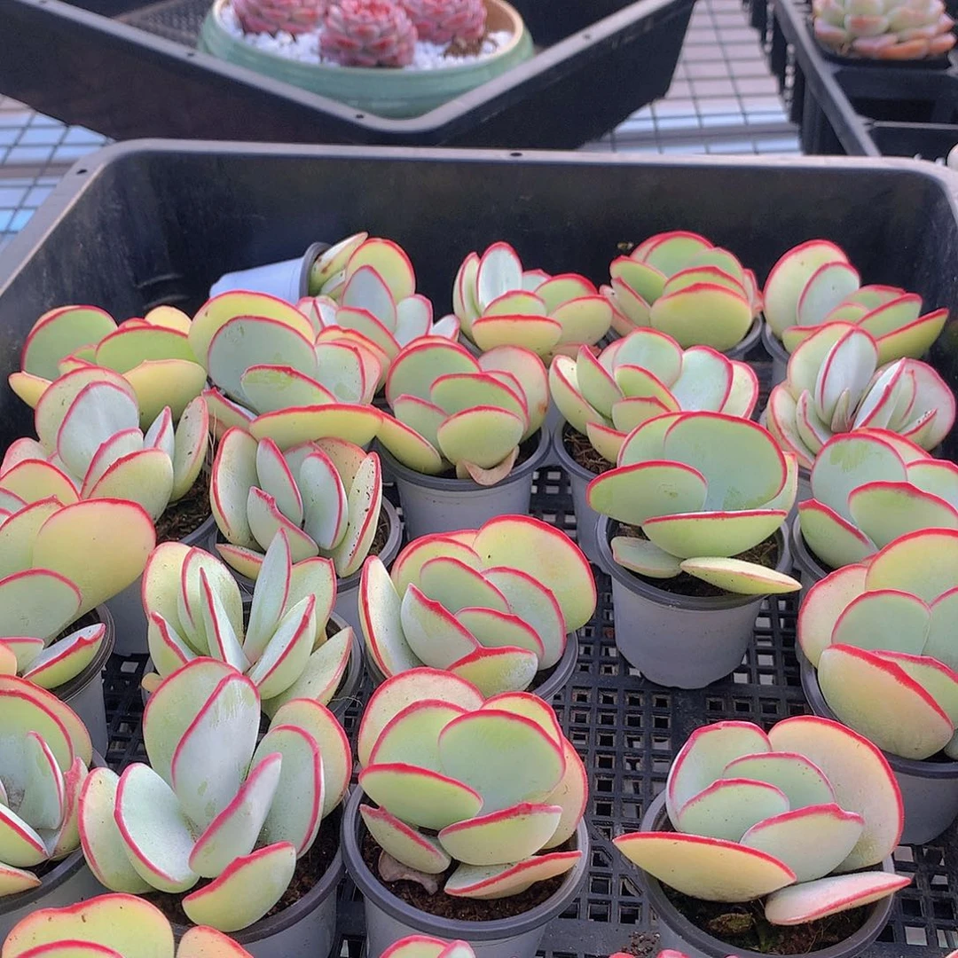 两颗白眉2344566778899990