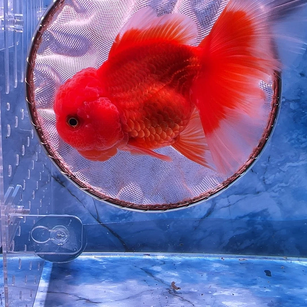 金鱼百褶泰狮金鱼冷水鱼