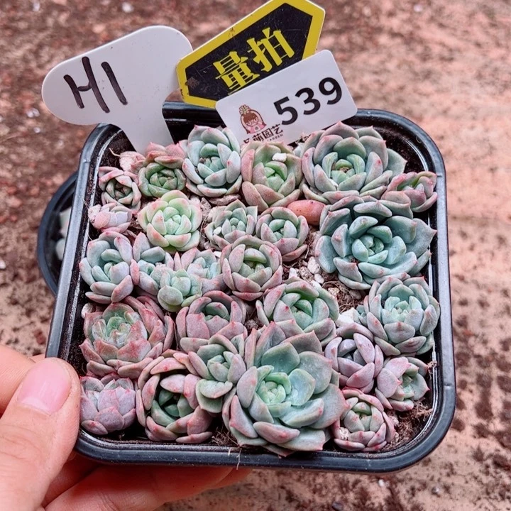 多肉植物多肉植物