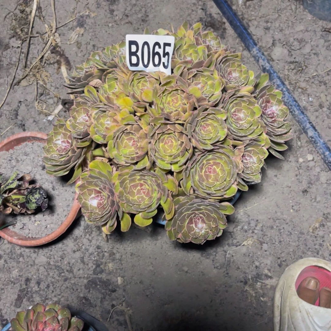 半夏法师26///50包邮