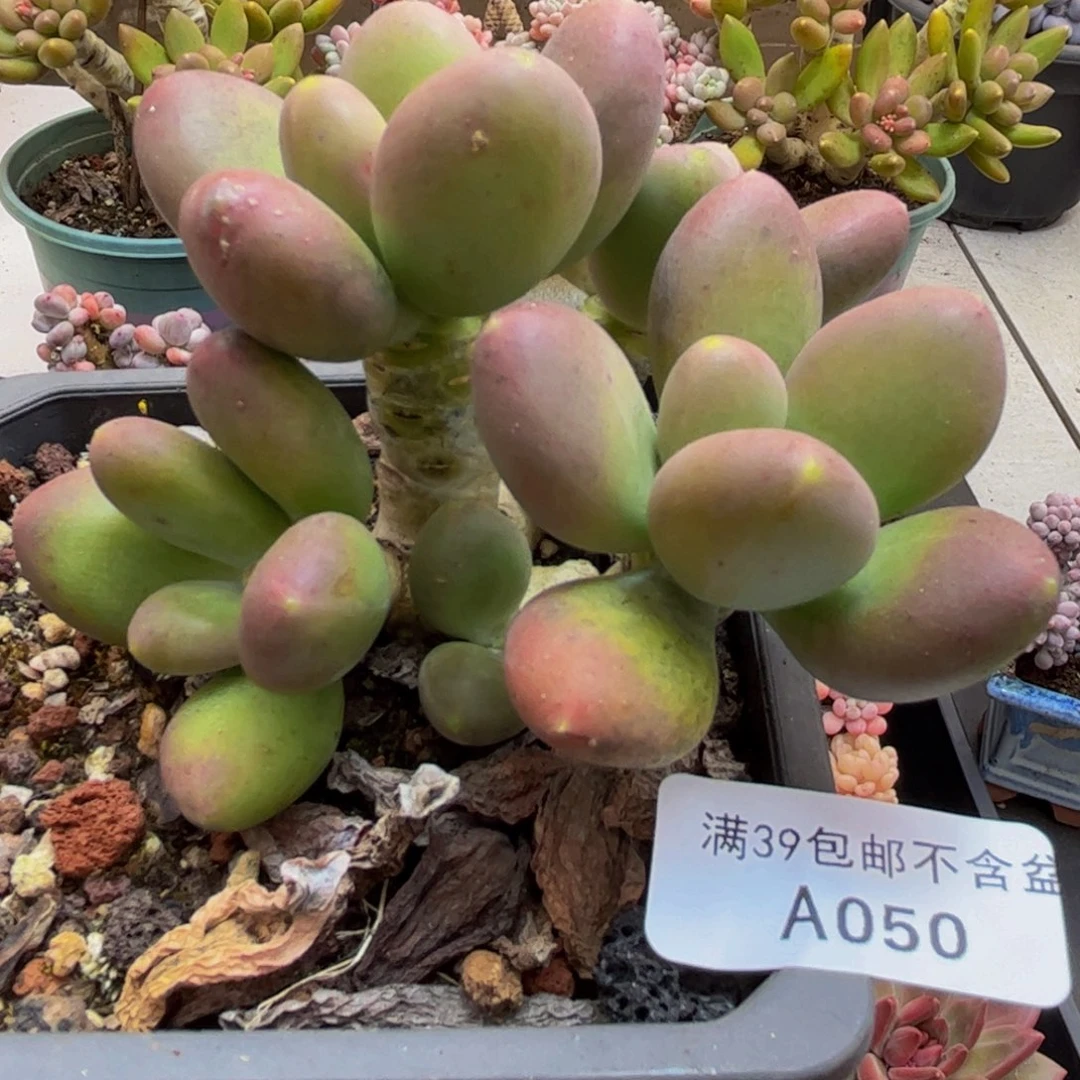 050/9cm芒果奶多肉植物