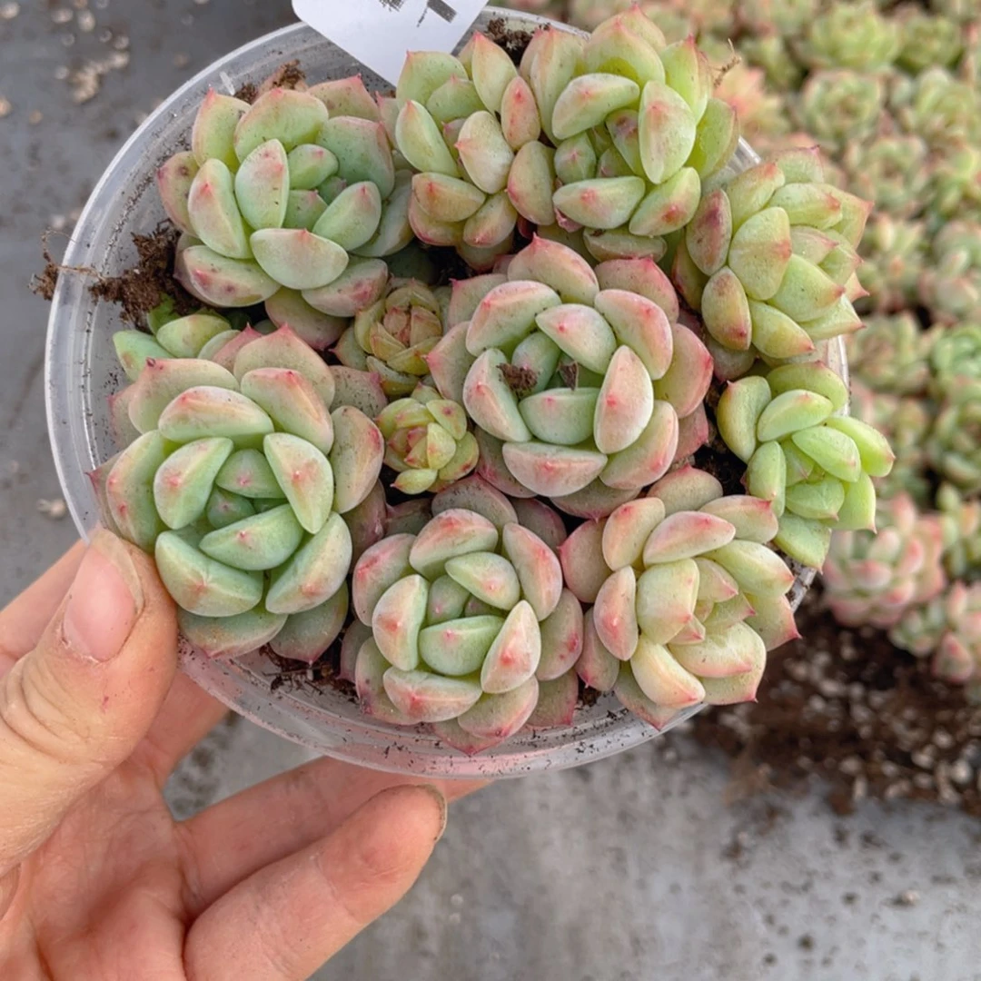 糕大上多肉植物106