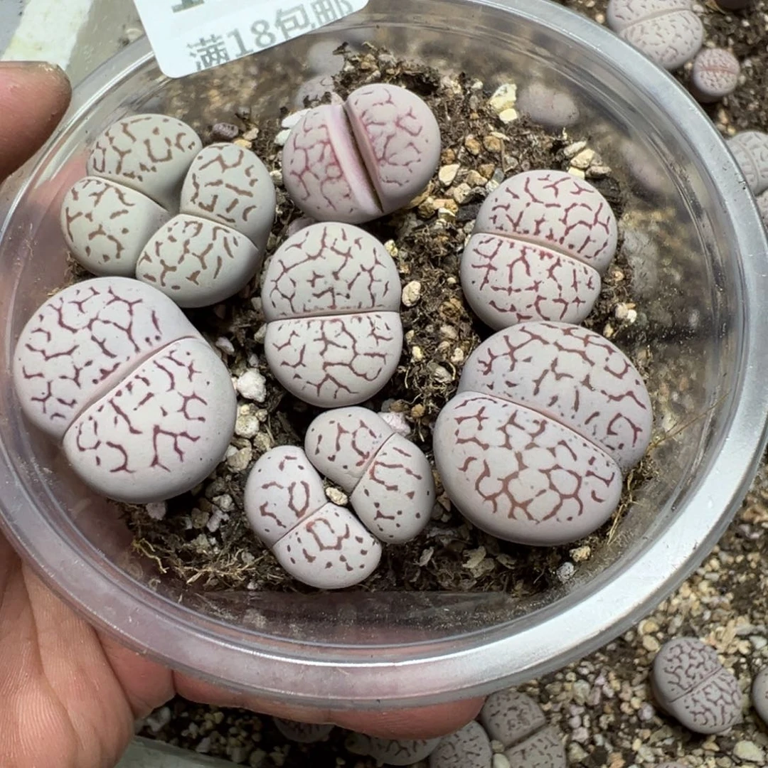 【闪购商品】 1273。