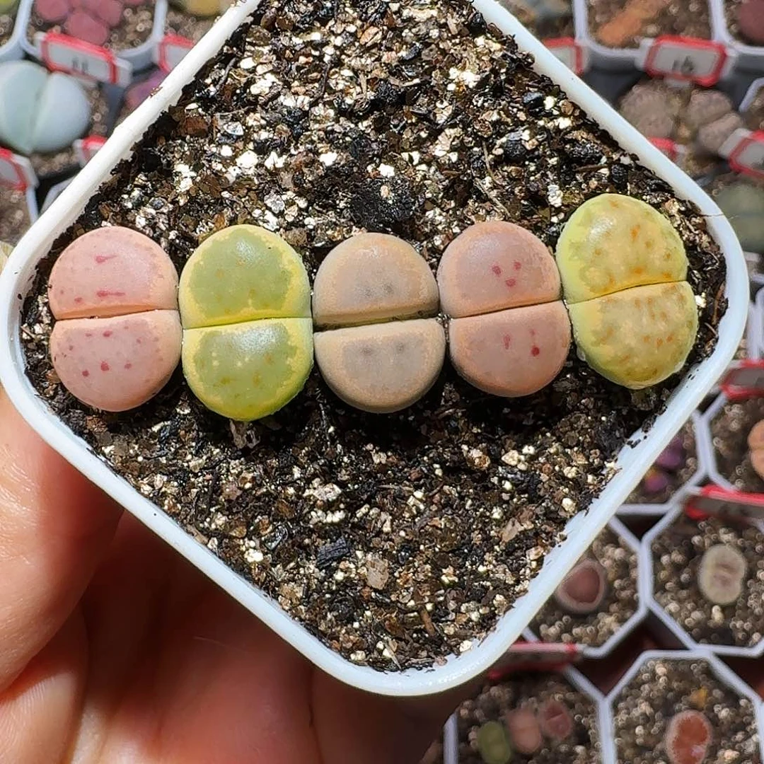 生石花23:：/。  81