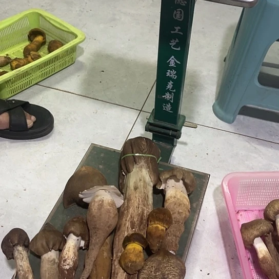 何***莫青头拼美味牛肝中国大陆鸡枞