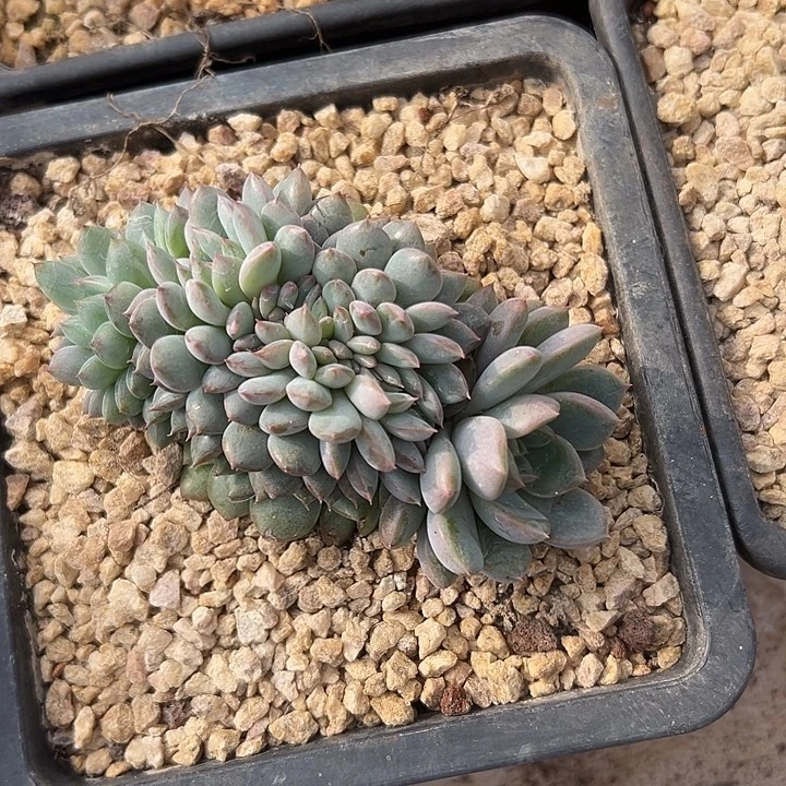 黑曼巴群生缀化多肉