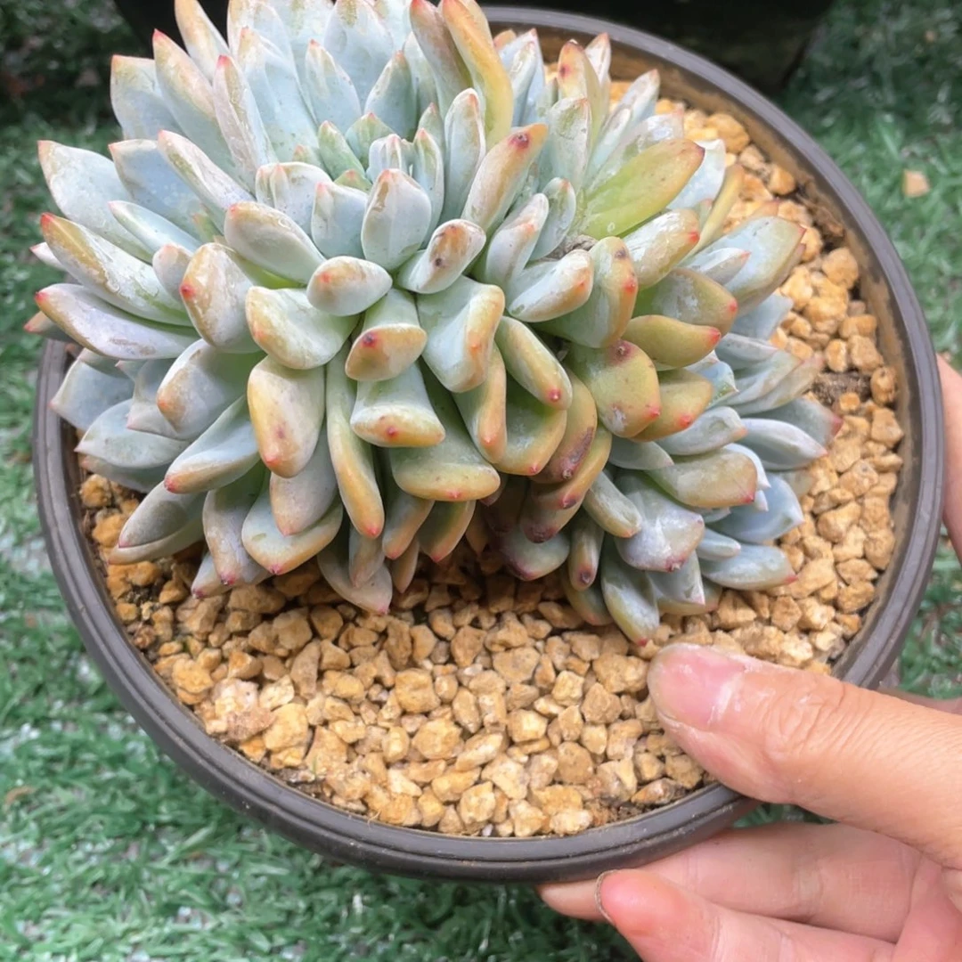 H***、橙子缀一一拍28包邮非偏远