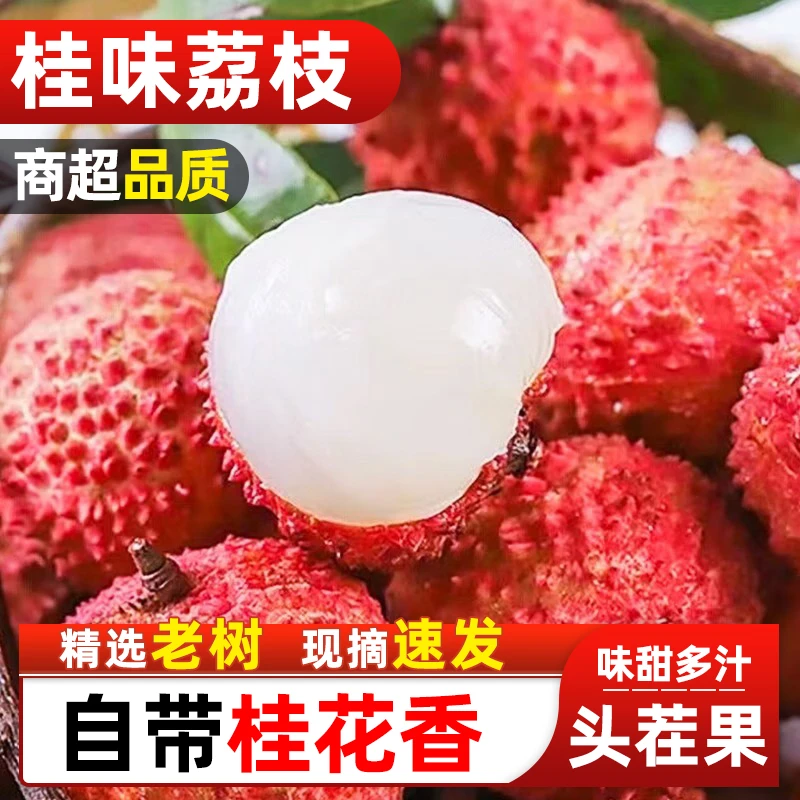 【冷链速运】正宗桂味荔枝 当季新鲜水果现摘老树清甜多汁荔枝同城送